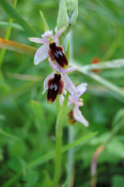 La chiave del successo delle piante? Gli insetti impollinatori 5 180px Ophrys lunulata zingaro 120%5B1%5D